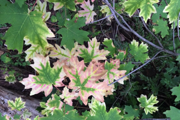 Simple leaf, palmate venation - Acer grandidentatum [Aceraceae]